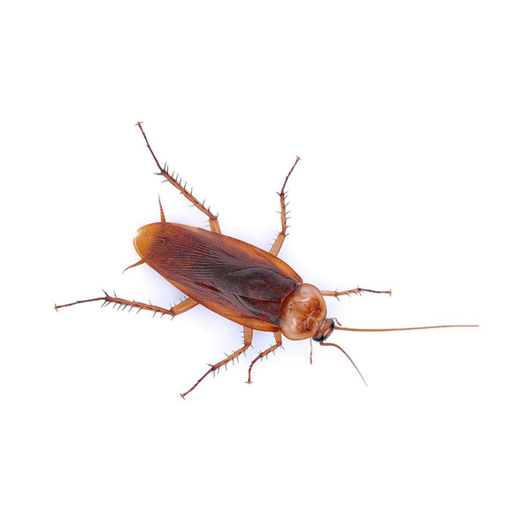 American cockroach identification in Vermont - Vermont Pest Control