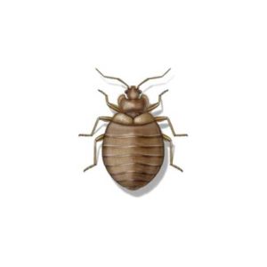 Bed bug on white in Middletown Springs | Vermont Pest Control
