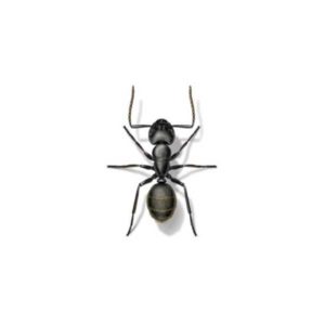 Carpenter Ant