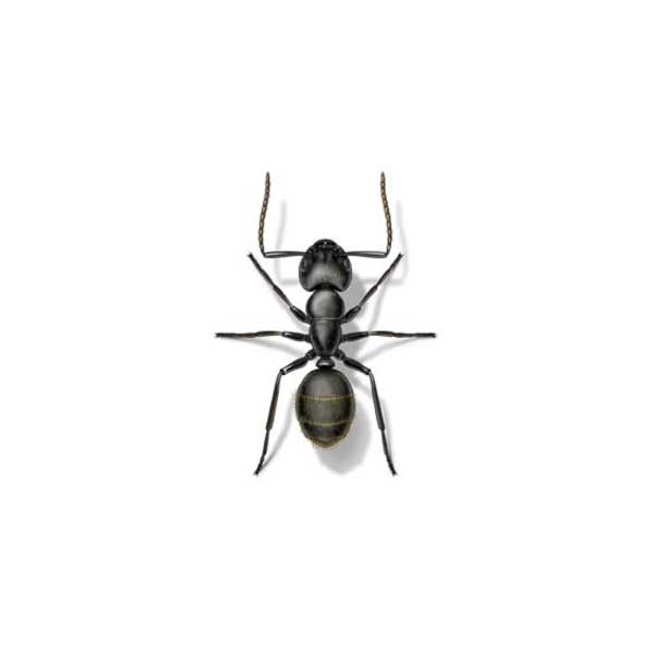 Carpenter Ant Identification Habits Behavior Vermont Pest Control