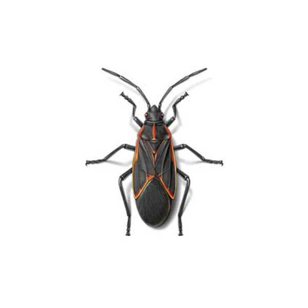 boxelder bugs in Vermont
