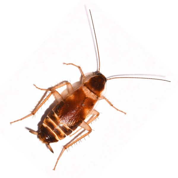 Brown-banded cockroach identification in Vermont - Vermont Pest Control
