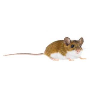 Deer mouse identification and information in Vermont - Vermont Pest Control