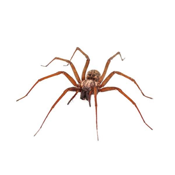 House Spiders  Pest Information & Prevention Tips