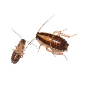 German cockroach identification in Vermont - Vermont Pest Control