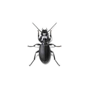 ground beetles in Vermont