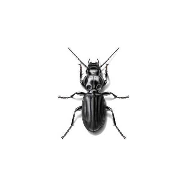 ground beetles in Vermont