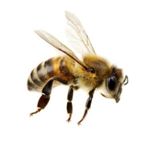 honey bees in Vermont