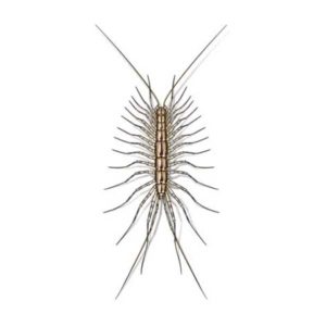 house centipedes in Vermont