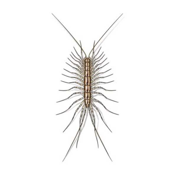 house centipedes in Vermont