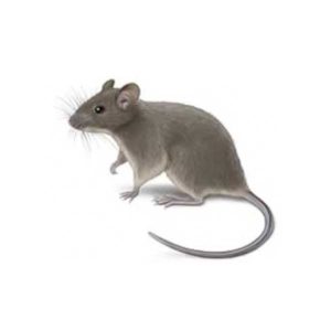 House mouse identification and information in Vermont - Vermont Pest Control