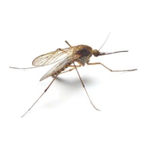 Mosquito identification in Vermont - Vermont Pest Control
