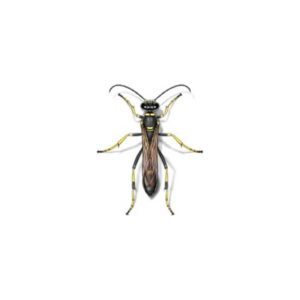 Mud Dauber