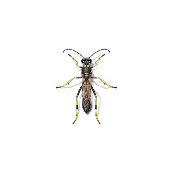Mud wasp deals