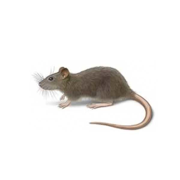 Norway rat identification and information in Vermont - Vermont Pest Control