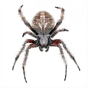 orb weaver spiders in Vermont