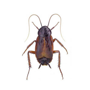 Oriental cockroach information in Vermont - Vermont Pest Control