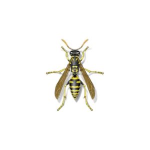 Bees, Wasps & Hornets