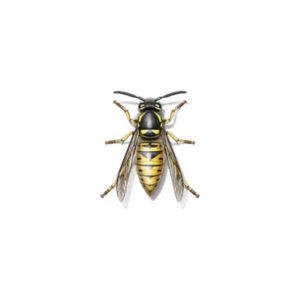 Yellowjacket