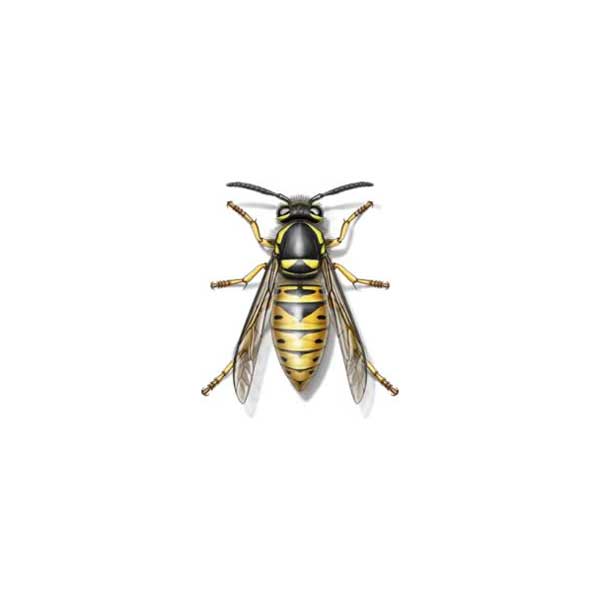 Yellow jacket bee deals