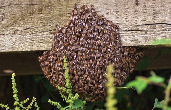 Bee Swarm Treatment Vermont Pest Control in Middletown Springs VT