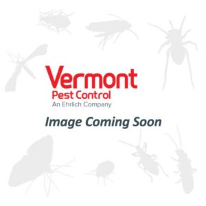 Pest ID Library Image Coming Soon