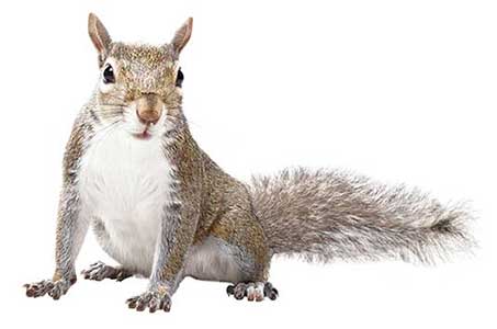 How to Get Rid of That Pesky Squirrel in the Attic - Pest Control Services