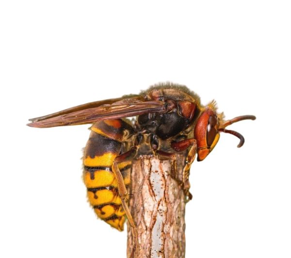 European hornet