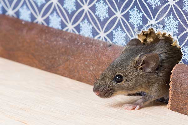 Rodent infestation discount