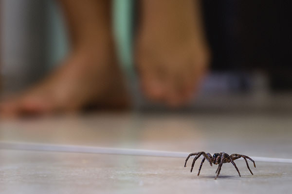 Why Even Non-Venomous Spider Infestations Can Be Dangerous