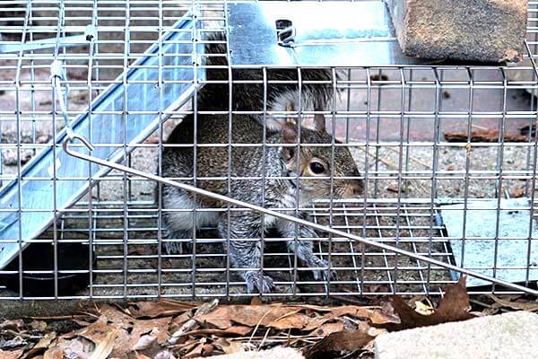 Vermont squirrel removal and humane trapping by Vermont Pest Control