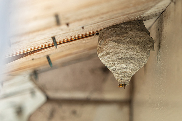 Wasp Nest Treatment Vermont Pest Control in Middletown Springs VT