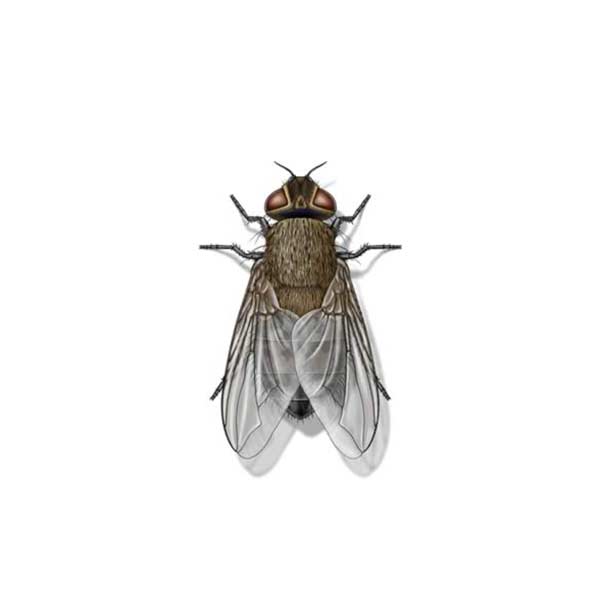cluster-fly