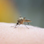 Mosquitoes do not transmit coronavirus. Vermont Pest Control