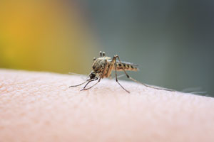 Mosquitoes do not transmit coronavirus. Vermont Pest Control