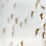 Here's how to prevent mosquitoes in your Vermont property this summer - Vermont Pest Control