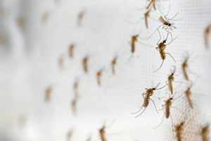 Here's how to prevent mosquitoes in your Vermont property this summer - Vermont Pest Control