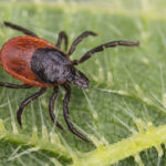 Ticks are a common pest problem in Vermont - Learn more from Vermont Pest Control
