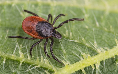 Ticks are a common pest problem in Vermont - Learn more from Vermont Pest Control