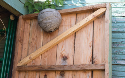 Identifying Wasps nests in Middletown Springs | Vermont Pest Control