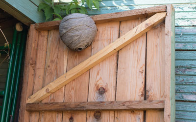 Identifying Different Wasp Nests Wasp Control Services
