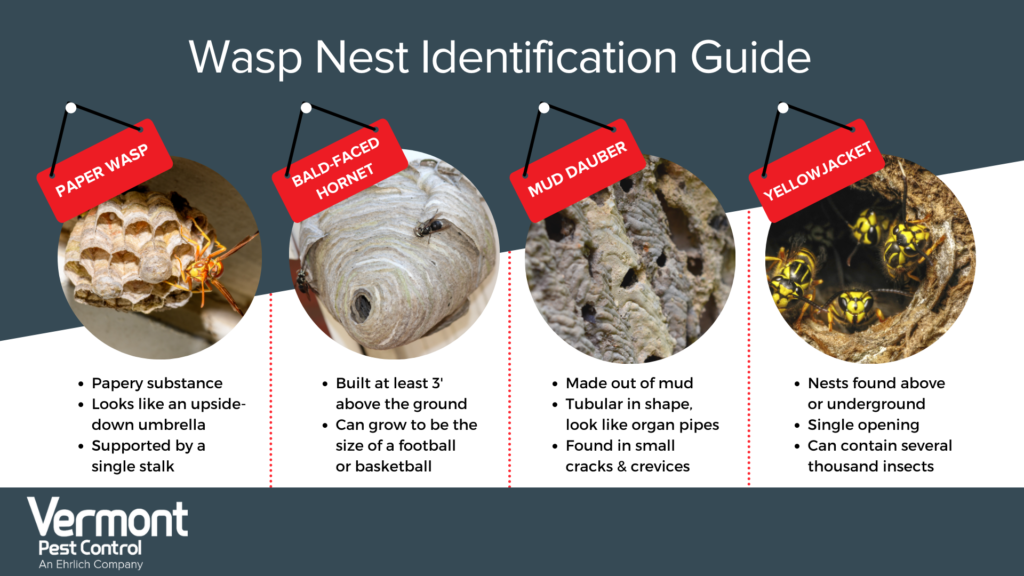 Wasp nest infographic - Vermont Pest Control