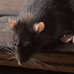 Rats do not transmit COVID-19 - Vermont Pest Control