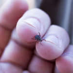 Ticks and fleas are dangerous and can transmit disease in Vermont - Vermont Pest Control
