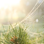 Fall spiders can be dangerous in Vermont. Learn more from Vermont Pest Control