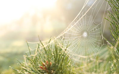 Fall spiders can be dangerous in Vermont. Learn more from Vermont Pest Control