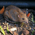 Rodents infest homes in the fall in Vermont - Vermont Pest Control