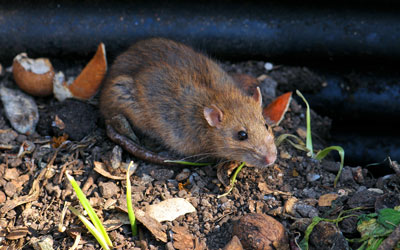 Rodents infest homes in the fall in Vermont - Vermont Pest Control