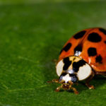 Asian lady beetles crawl into Vermont homes in the fall - Vermont Pest Control