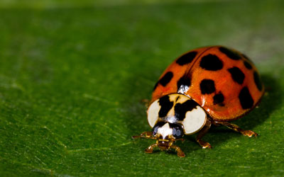 Asian lady beetles crawl into Vermont homes in the fall - Vermont Pest Control